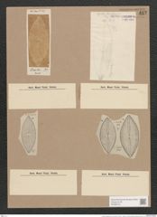 Navicula brasiliensis Grun. (de-Toni-Nr.: Genus 1, Species 135) Zeichnungen Sammlung Grunow Nr. 412 (NHMW-BOT-W0366723)